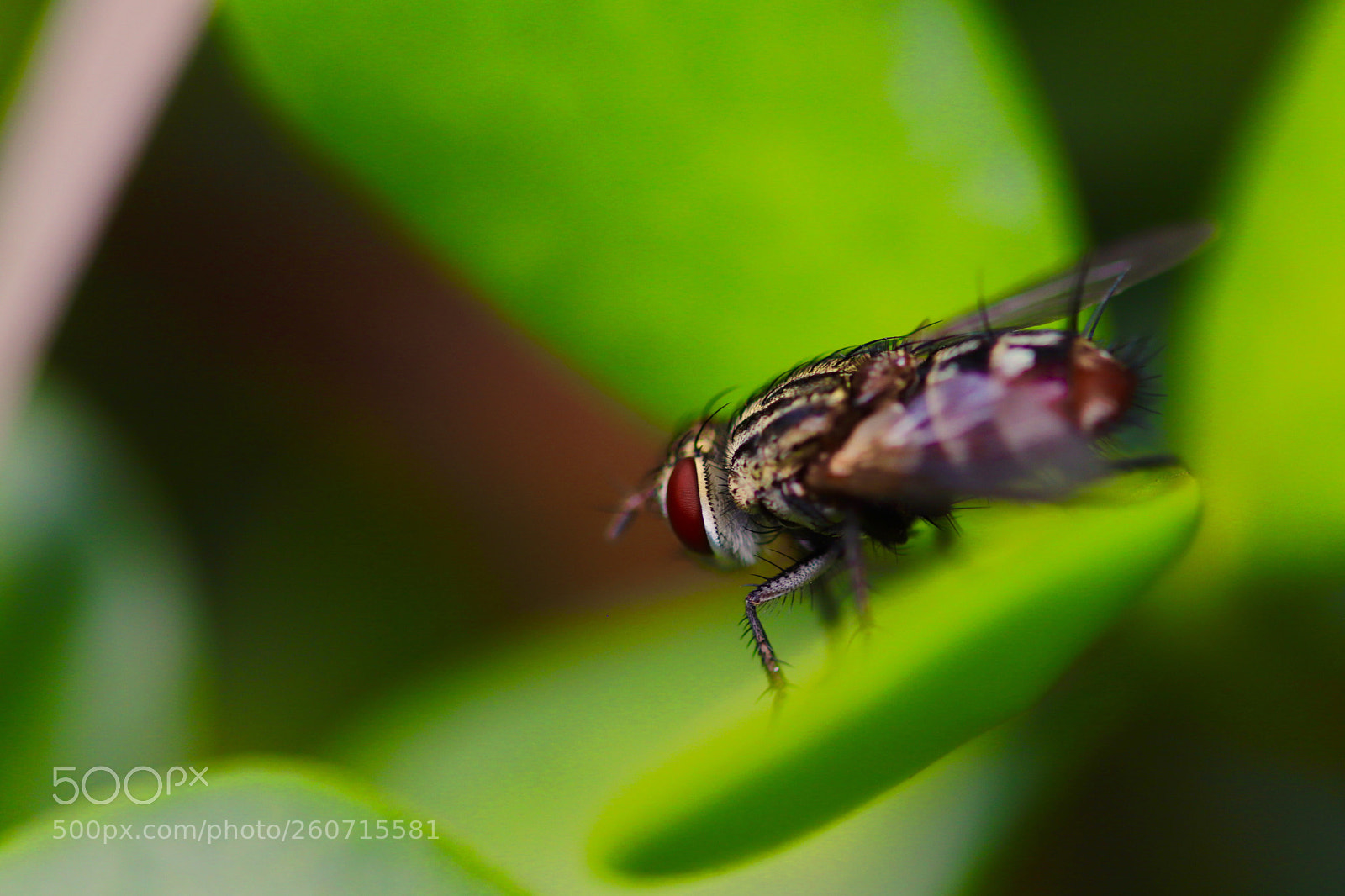 Canon EOS 77D (EOS 9000D / EOS 770D) sample photo. Fly photography