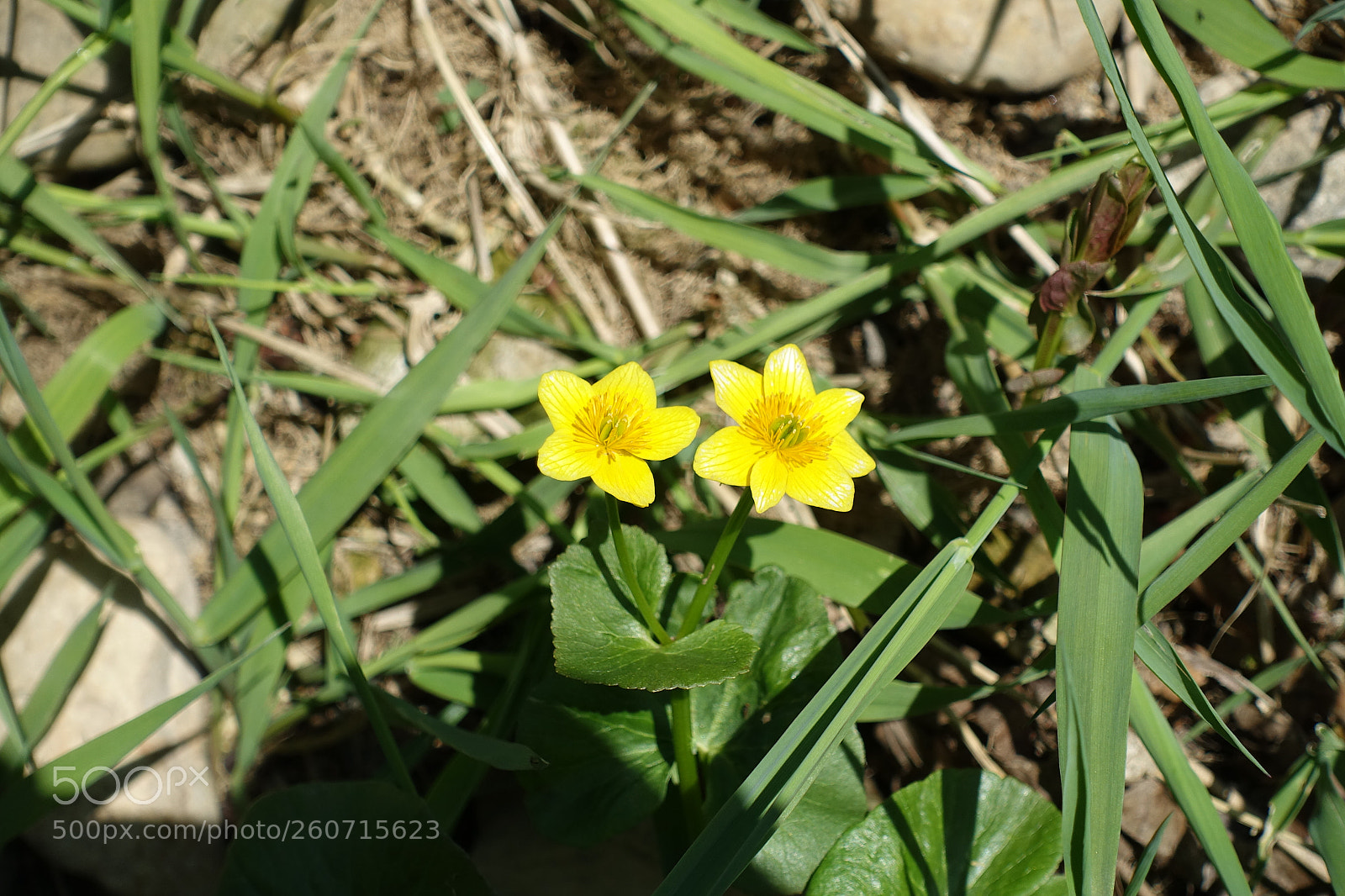Sony Cyber-shot DSC-RX100 III sample photo. Pair of yellow flowers photography