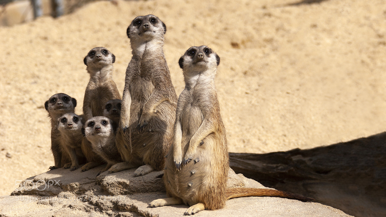 Canon EOS 20D sample photo. Erdmännchen, meerkat photography