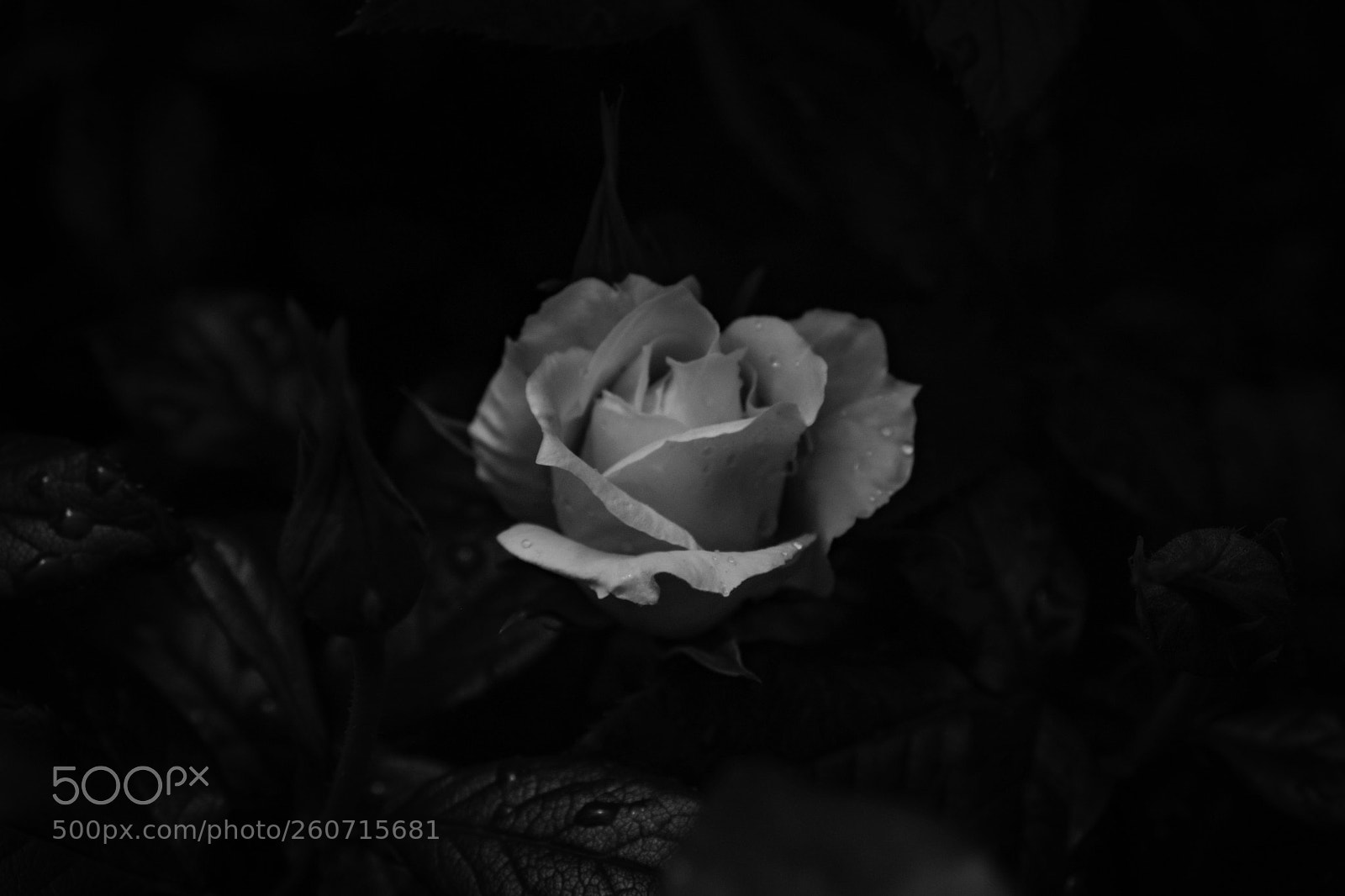 Fujifilm X-T20 sample photo. 'rose of tralee' photography