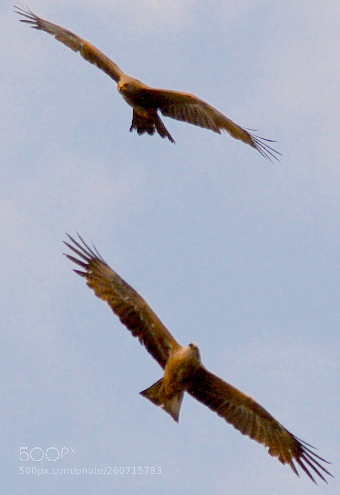 Nikon D7100 sample photo. In sky. from. geneva photography