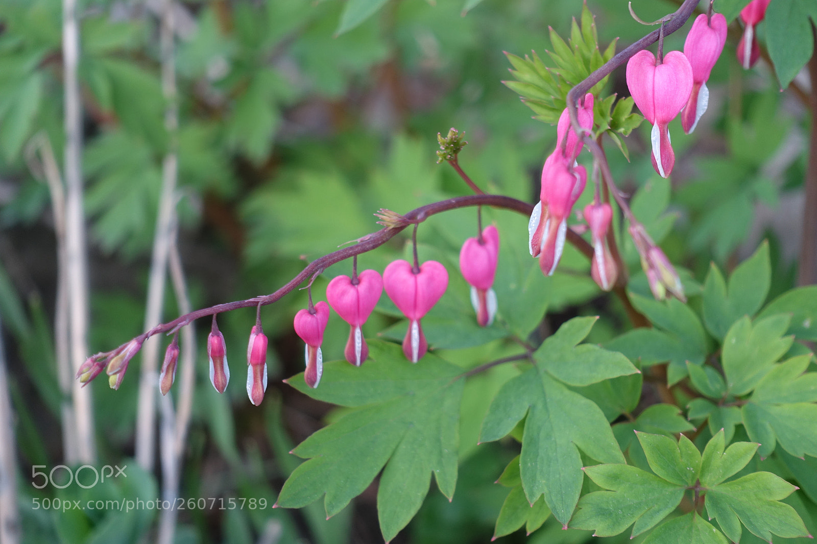 Sony Cyber-shot DSC-RX100 III sample photo. Row of hanging pink photography