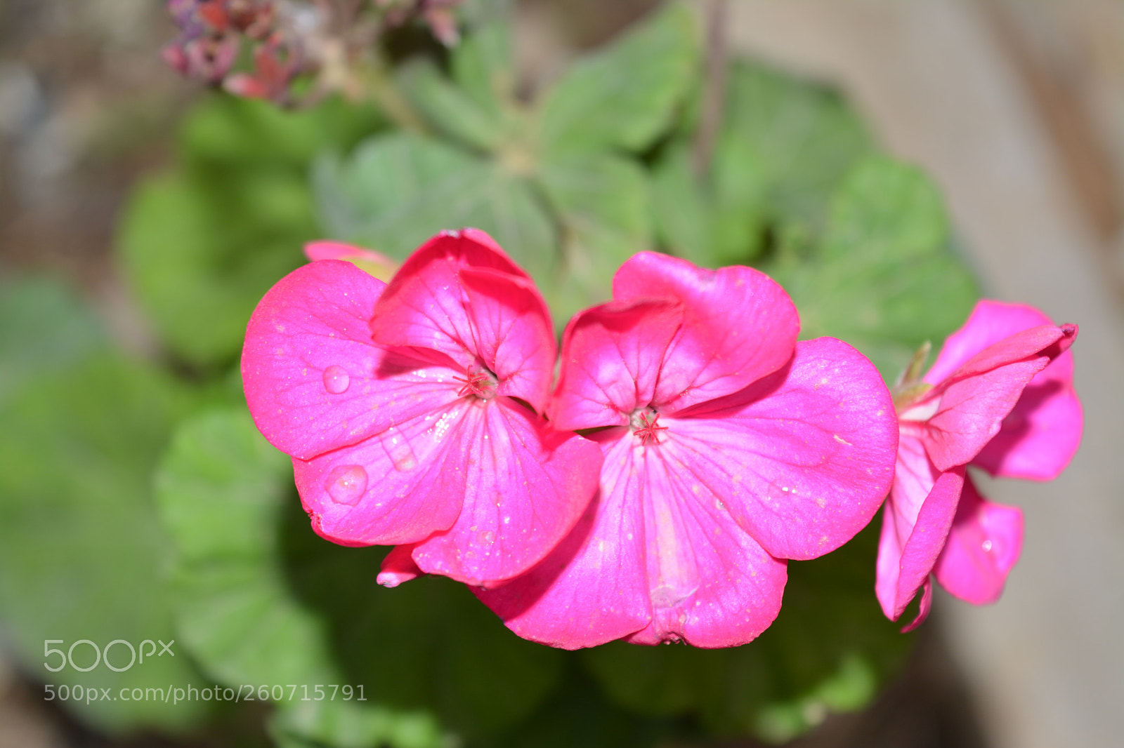 Nikon D5200 sample photo. Set photography