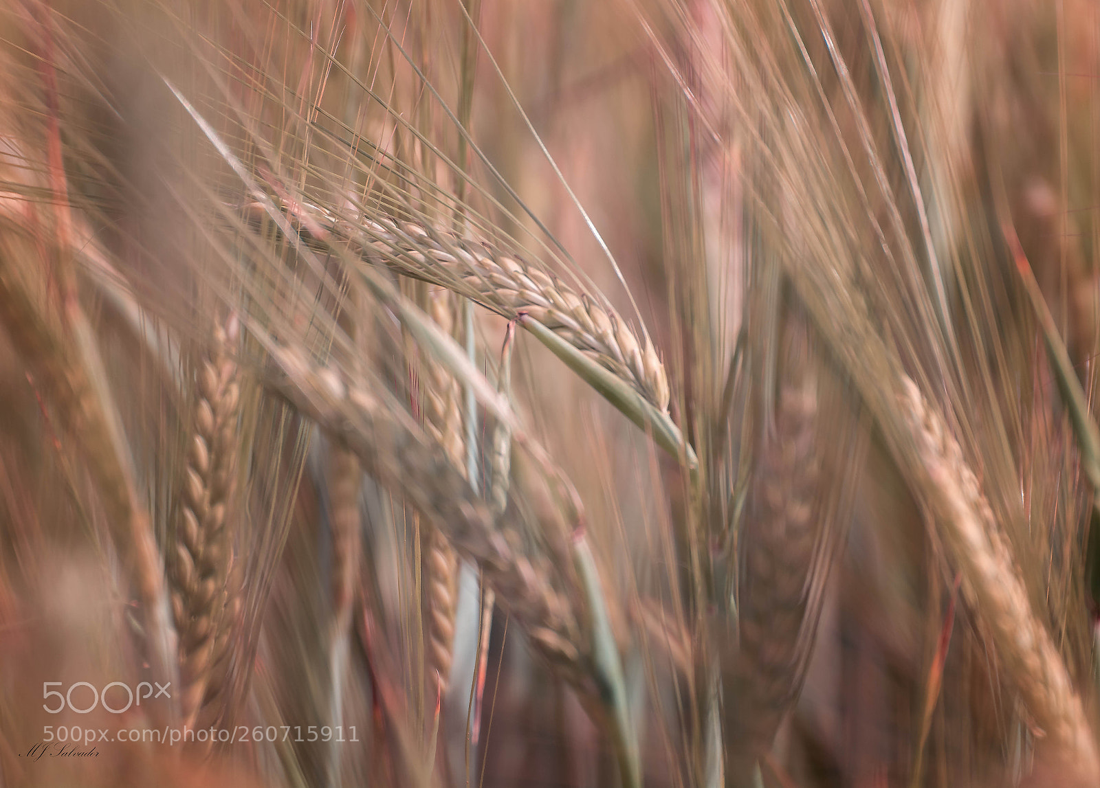 Nikon D7100 sample photo. Fields of wheat photography