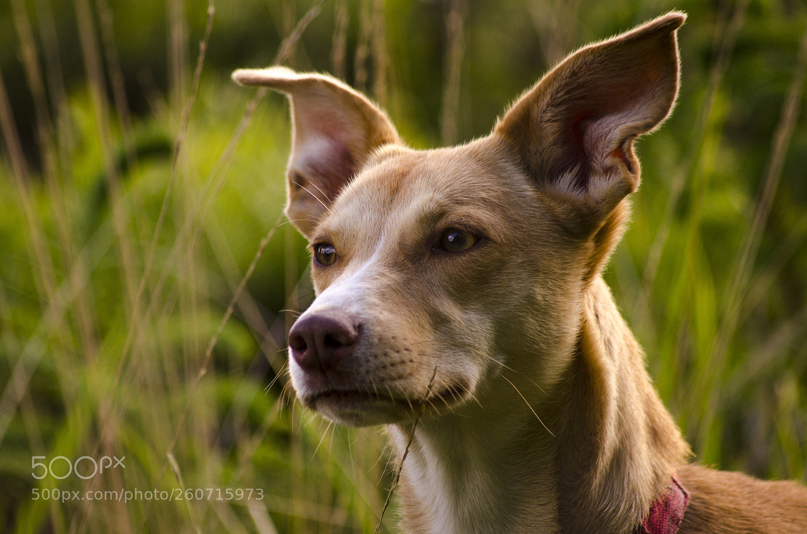 Nikon D7000 sample photo. Sunny the portuguese podengo photography