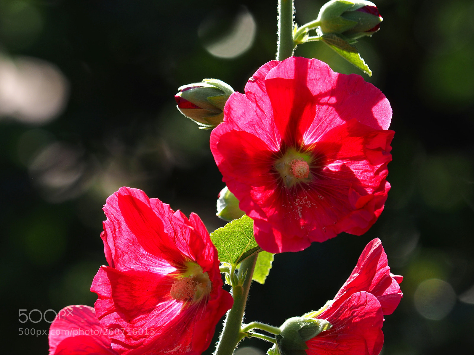 Olympus OM-D E-M1 sample photo. Althaea rosea photography