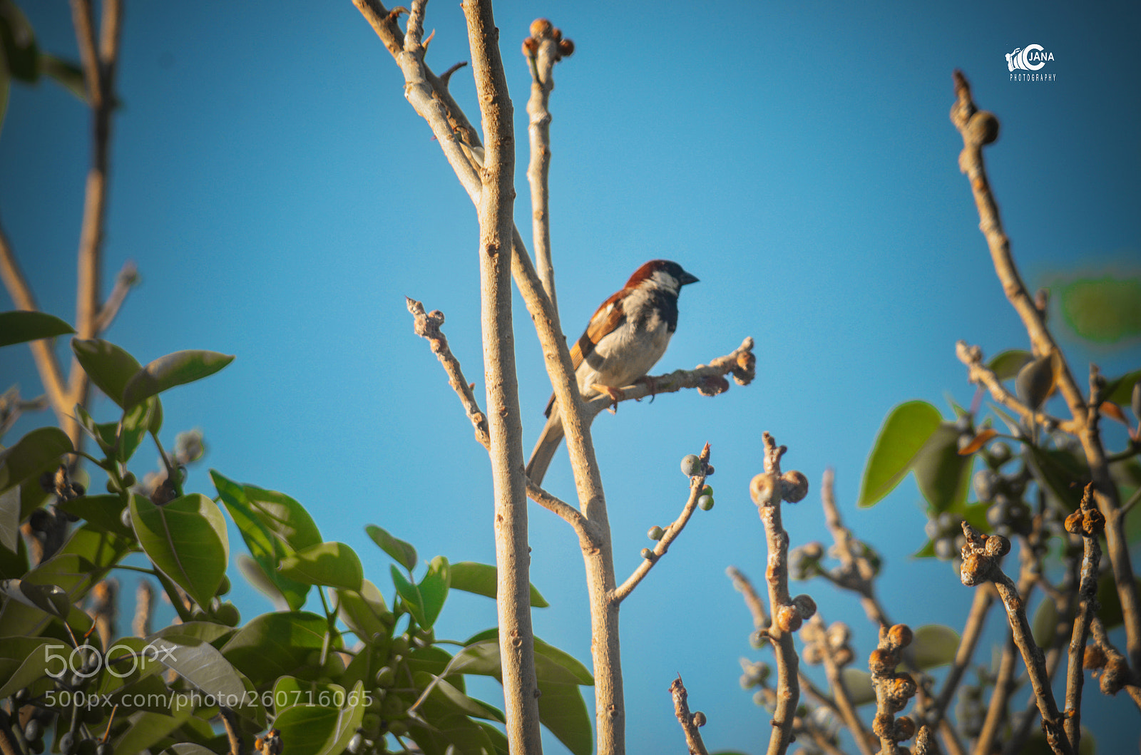 Nikon D7000 sample photo. Untitled photography