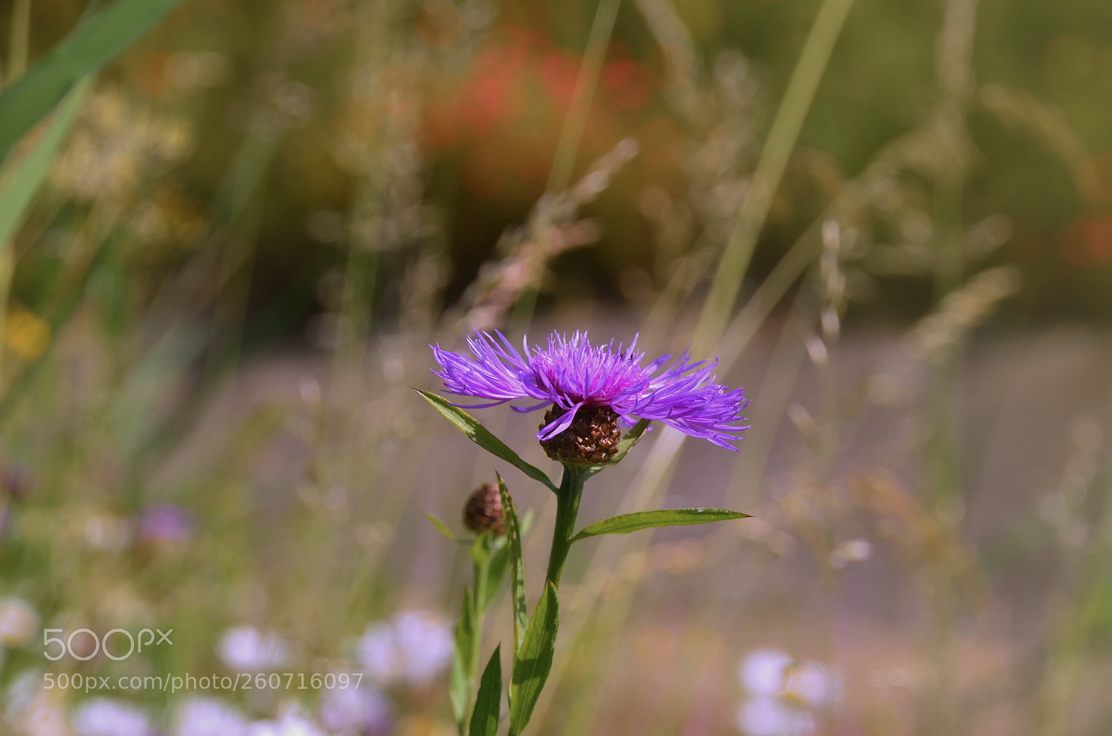 Nikon D7000 sample photo. Purple beauty photography