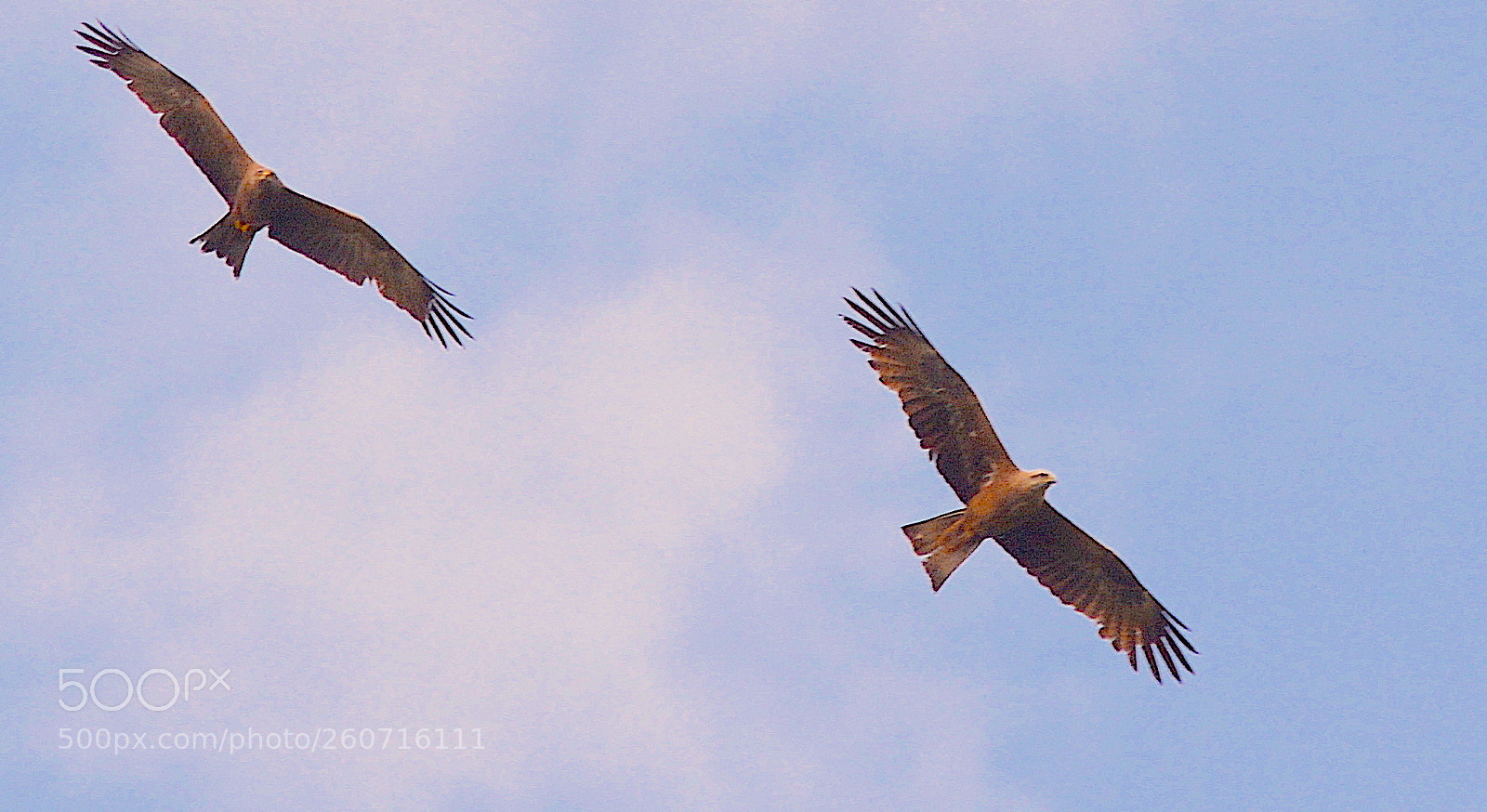Nikon D7100 sample photo. In sky. from. geneva photography