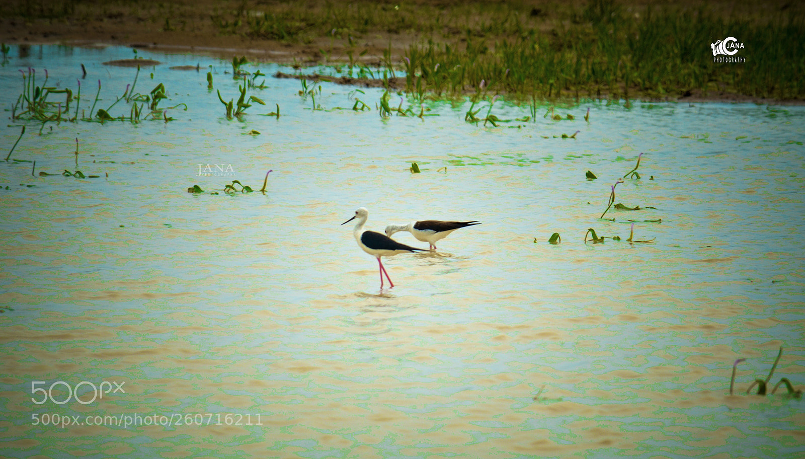 Nikon D7000 sample photo. Untitled photography