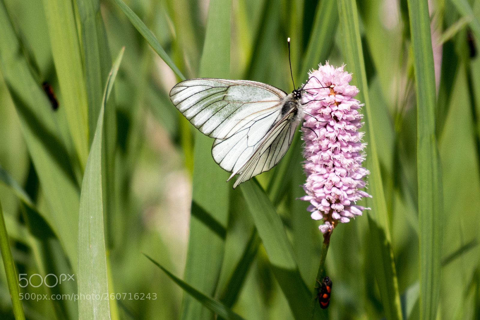 Canon EOS 80D sample photo. Butterfly photography