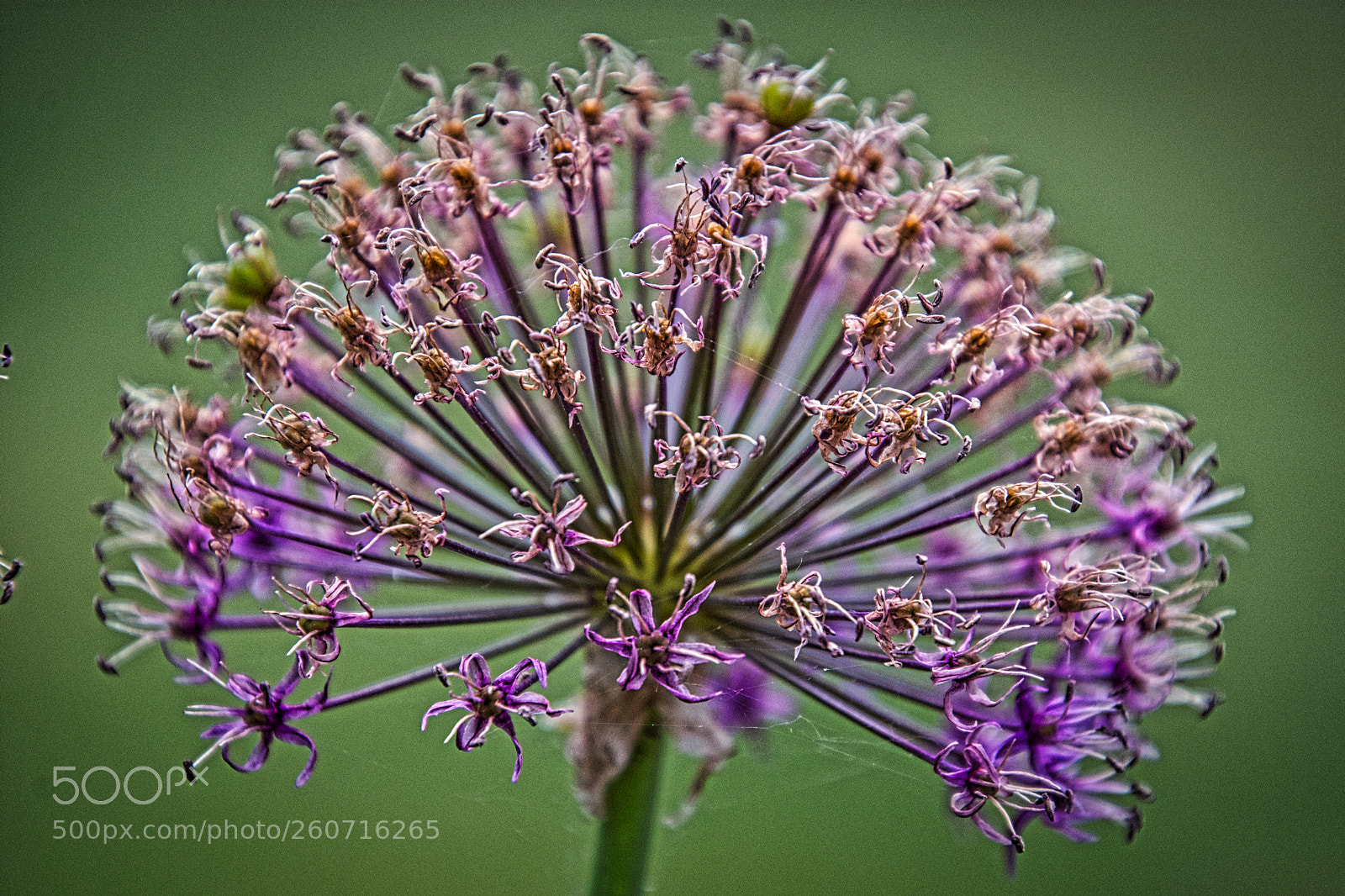 Nikon D7200 sample photo. Flowering onion - luminar2018 photography