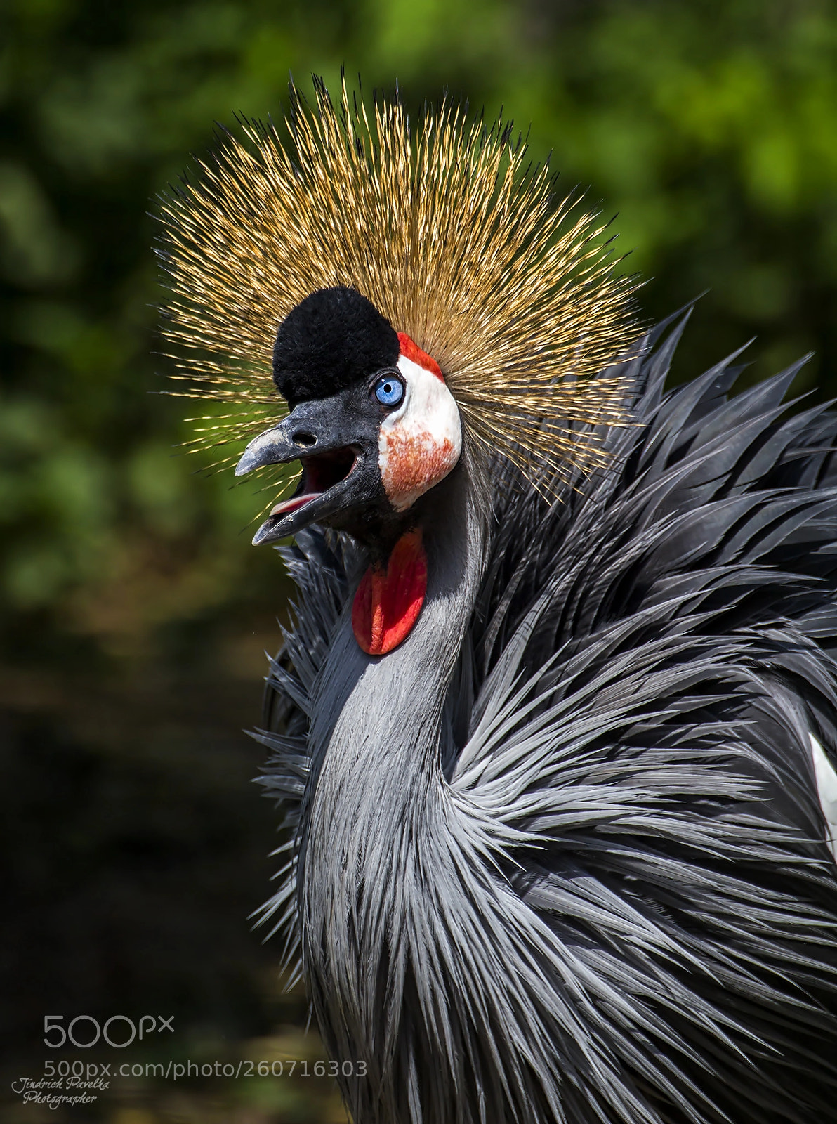 Canon EOS 100D (EOS Rebel SL1 / EOS Kiss X7) sample photo. Grey crowned crane balearica photography