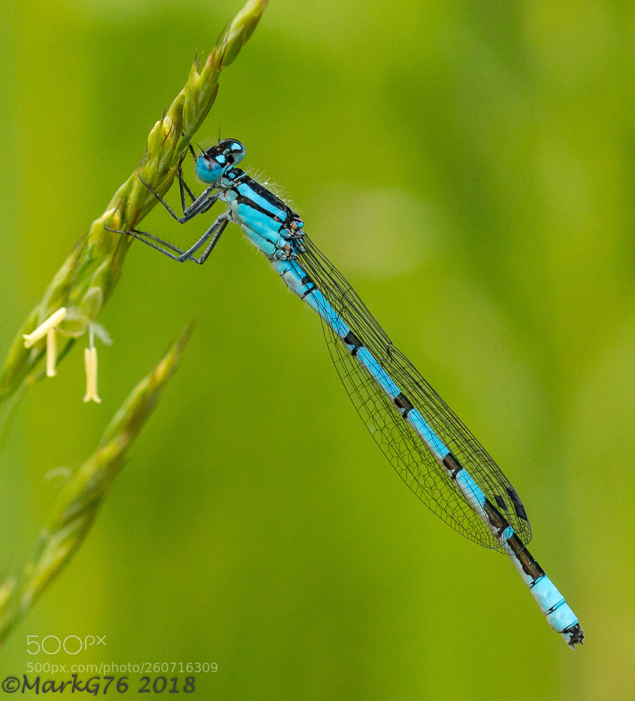 Canon EOS 70D sample photo. Damsel photography