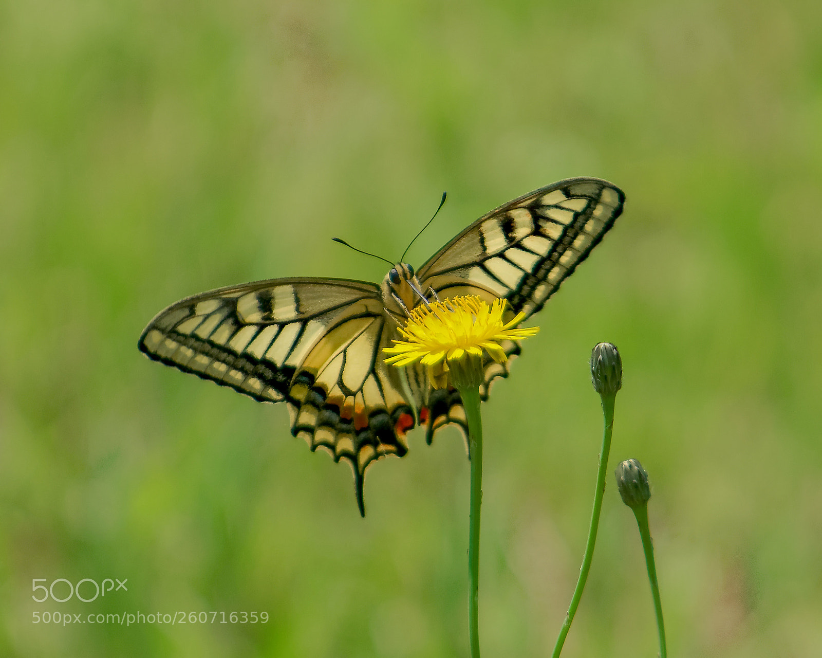 Nikon D500 sample photo. Butterfly on a dandelion photography