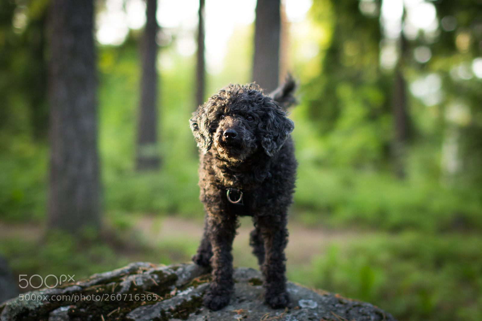 Canon EOS 7D Mark II sample photo. Aadolf photography