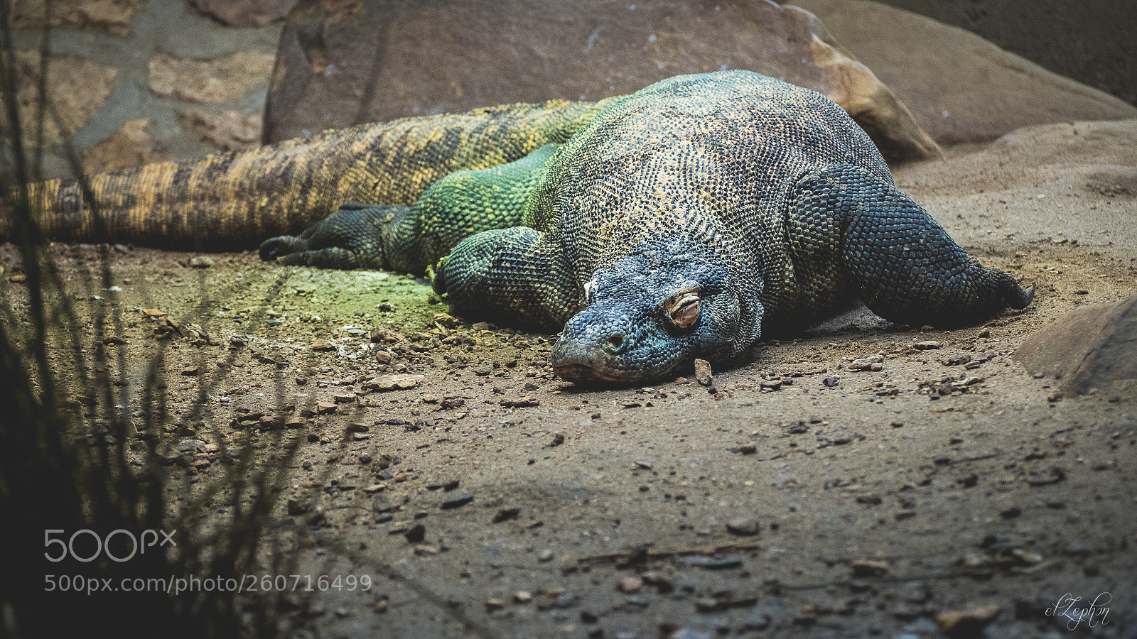 Olympus OM-D E-M5 II sample photo. Tired lizard photography