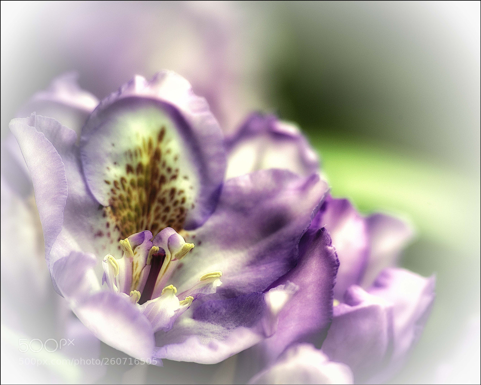 Nikon D750 sample photo. Hortensia photography