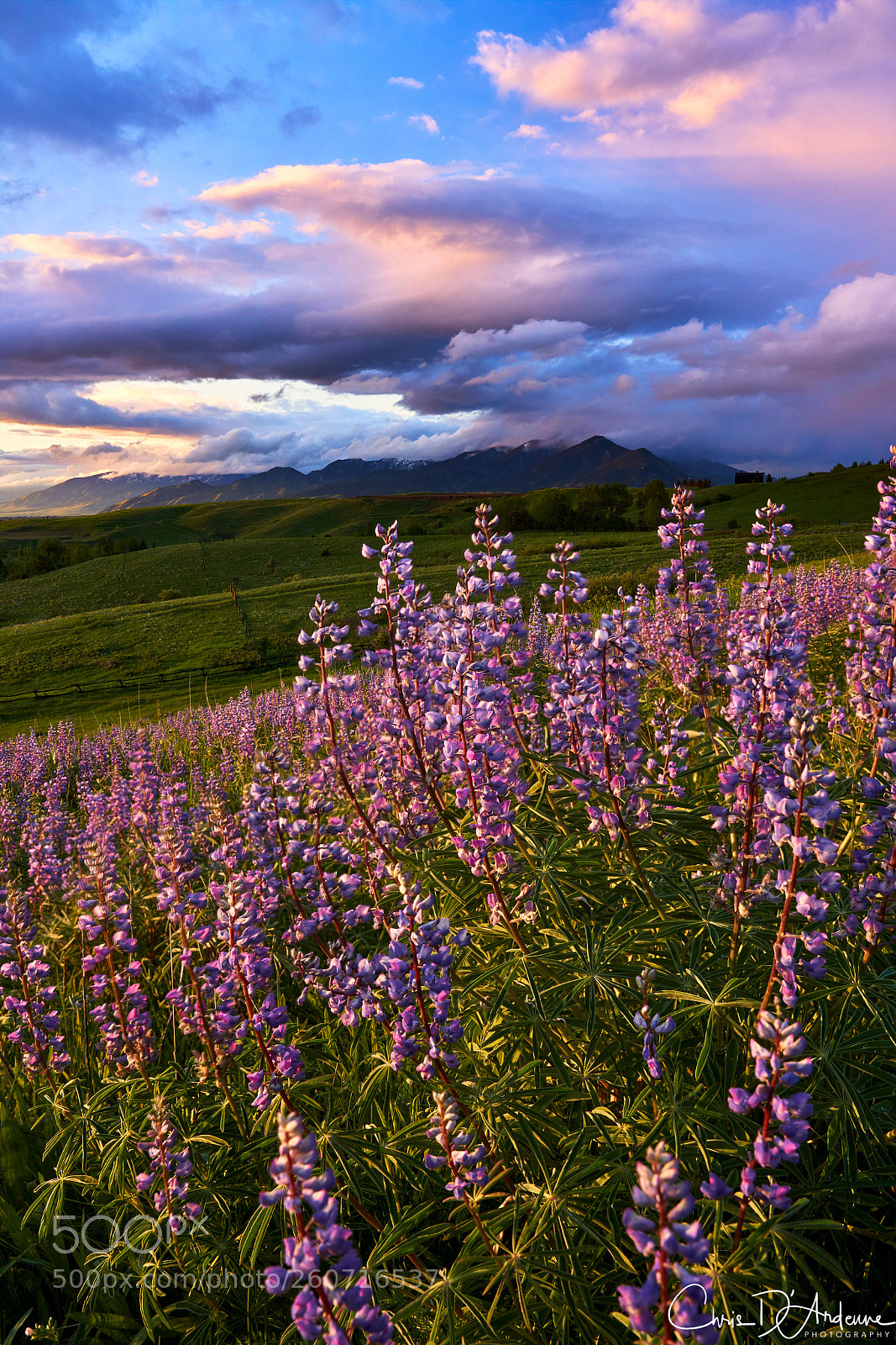 Sony a7R III sample photo. Wildflower sunset photography