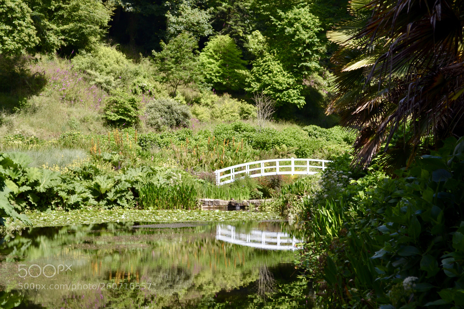 Nikon D3100 sample photo. Trebah gardens, cornwall photography