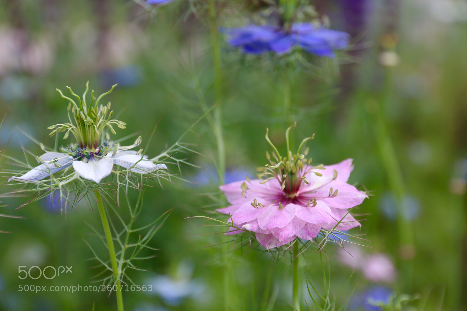 Canon EOS 70D sample photo. Flower  photography