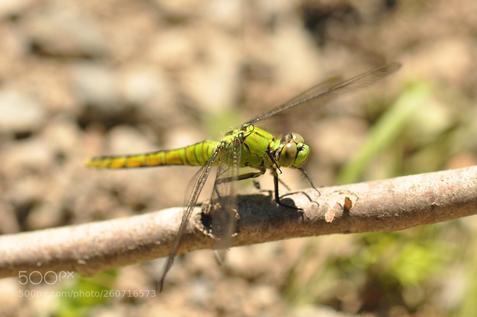 Nikon D90 sample photo. Bright green dragonfly 3 photography