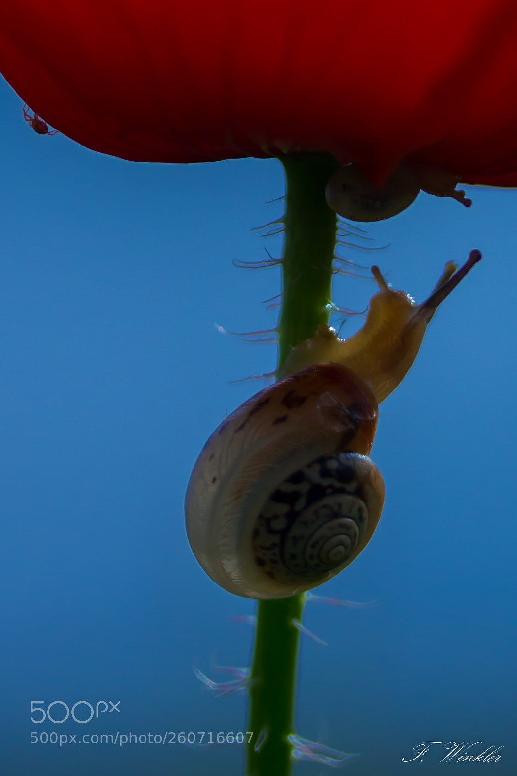 Canon EOS 600D (Rebel EOS T3i / EOS Kiss X5) sample photo. Snails photography