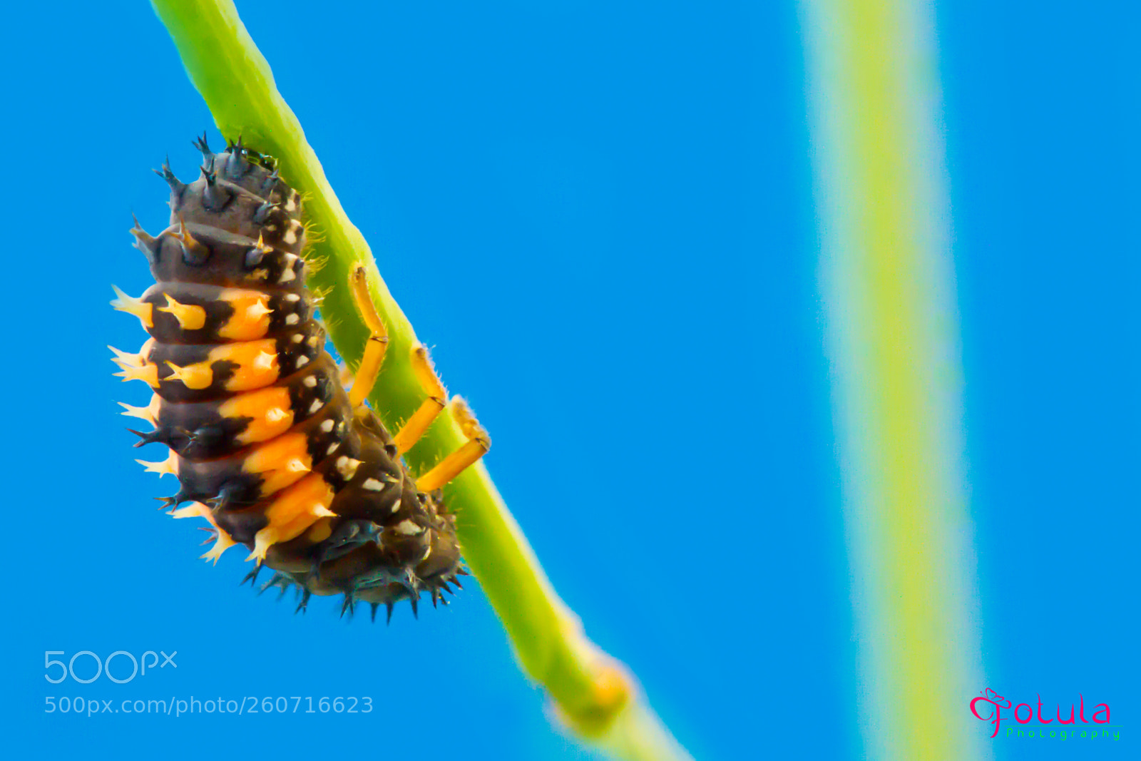 Canon EOS 7D sample photo. Larva of a ladybug photography
