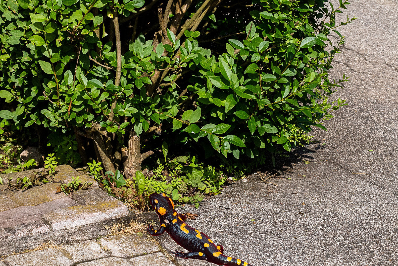 Canon EOS 70D sample photo. Salamander photography