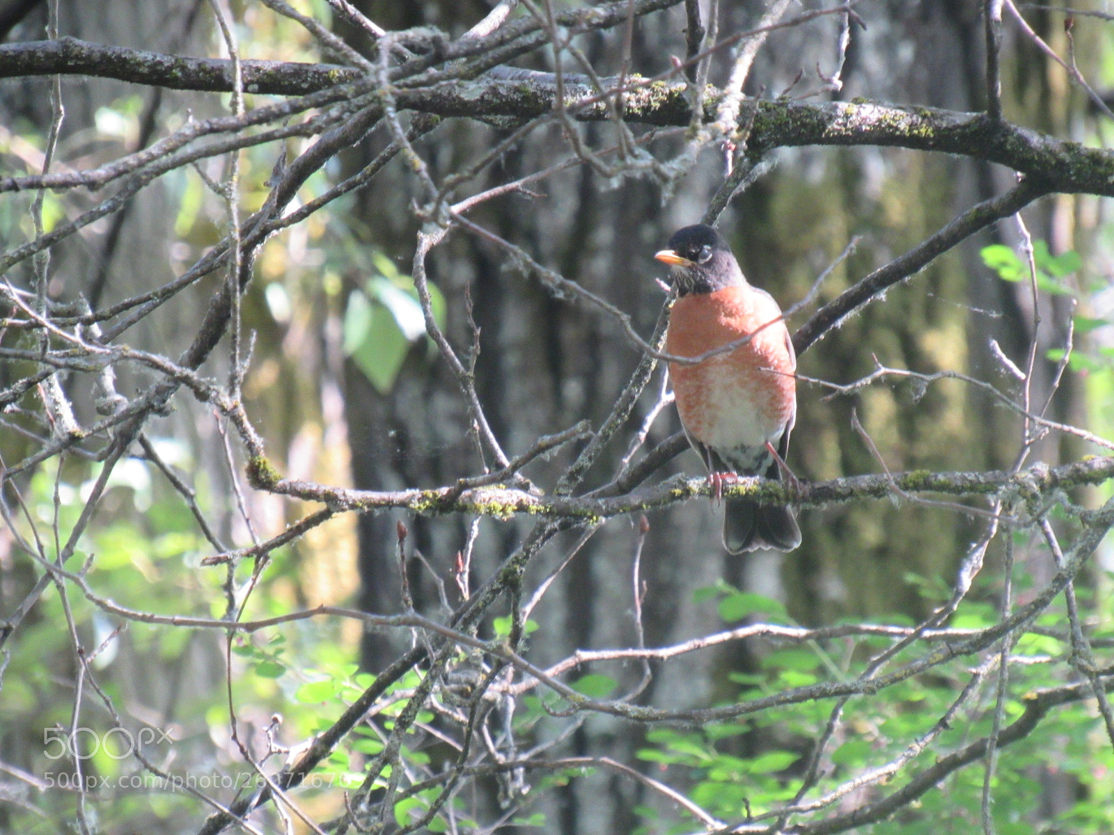 Canon PowerShot SX530 HS sample photo. Birds eye view photography
