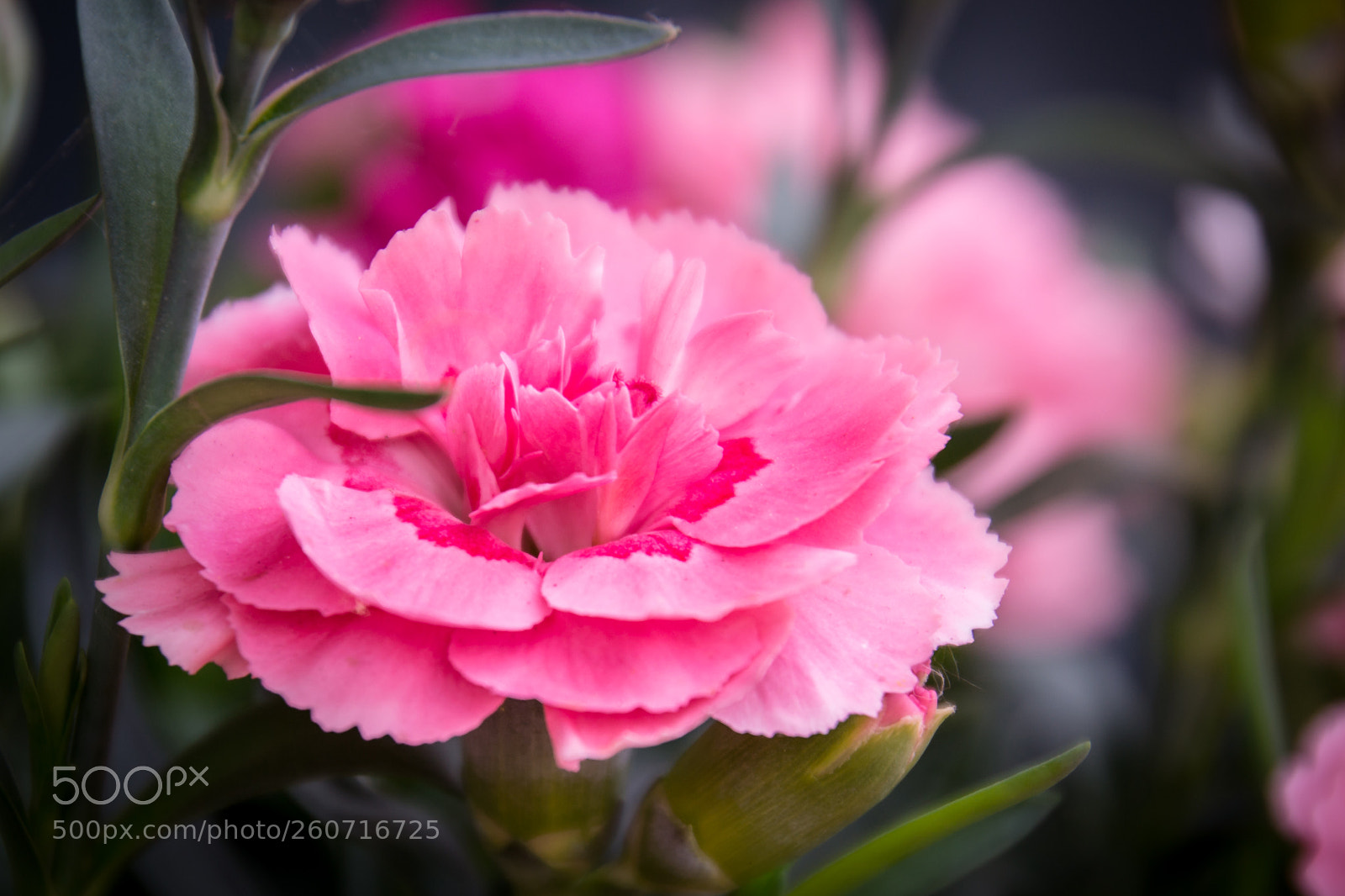Nikon D3100 sample photo. Garden flower photography