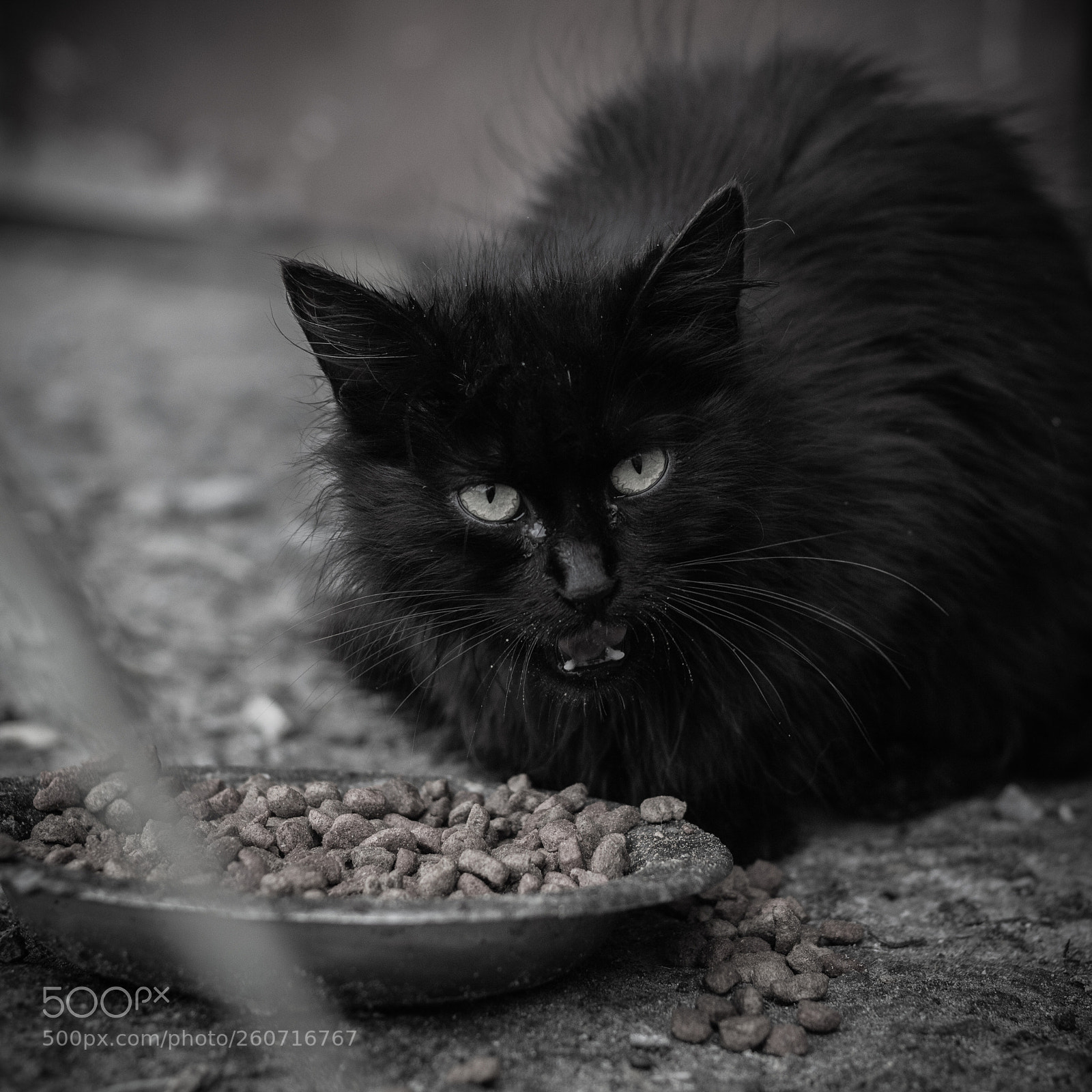 Canon EOS 650D (EOS Rebel T4i / EOS Kiss X6i) sample photo. Cat b&w photography