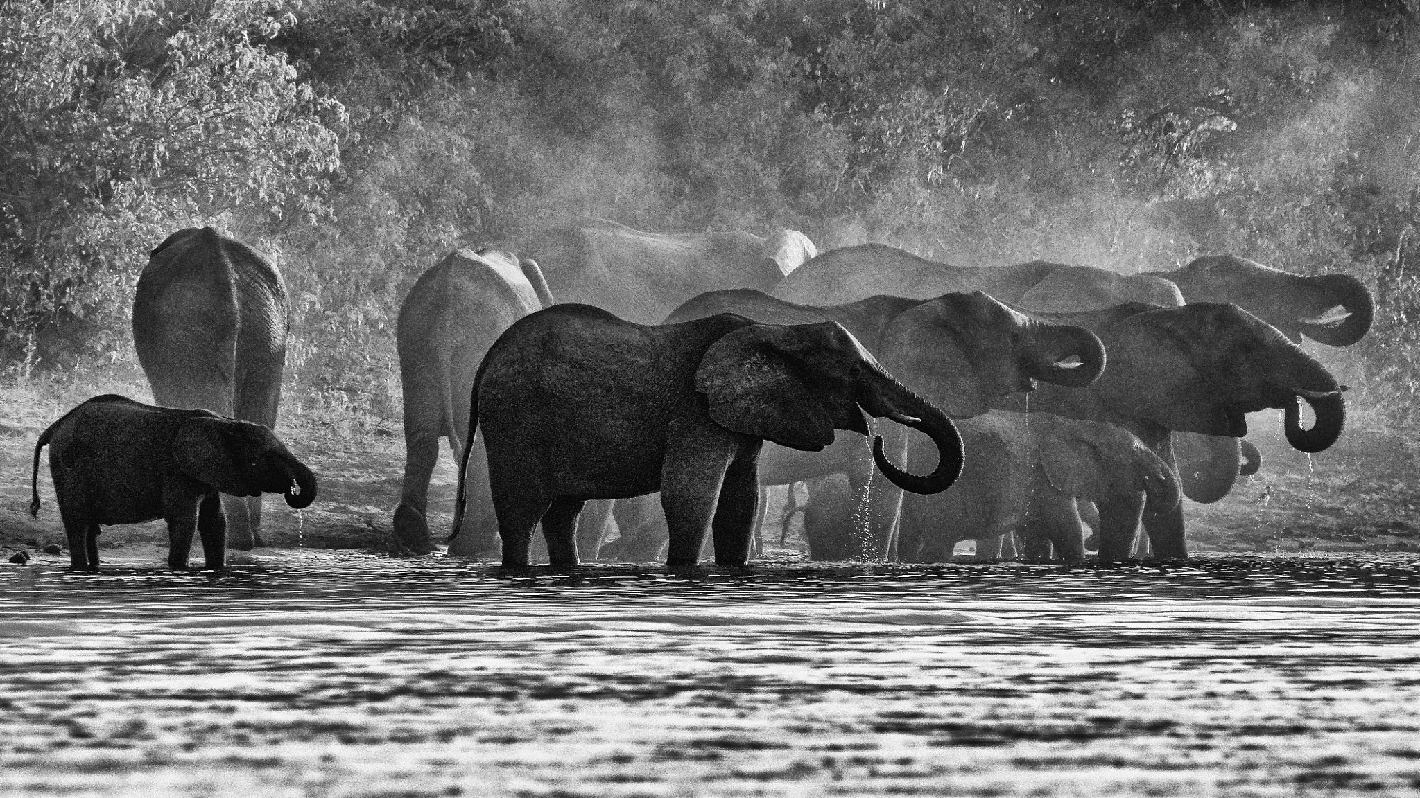 Pentax K-3 II sample photo. Backlit elephants photography
