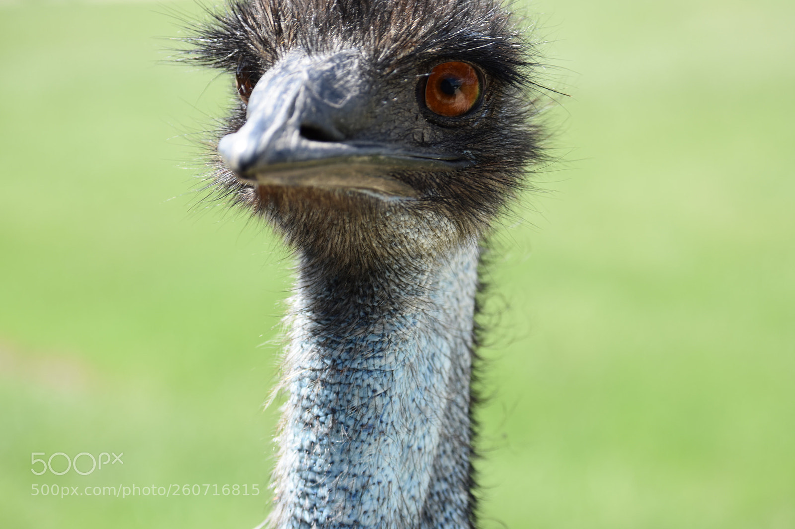 Nikon D3400 sample photo. Eye to eye photography