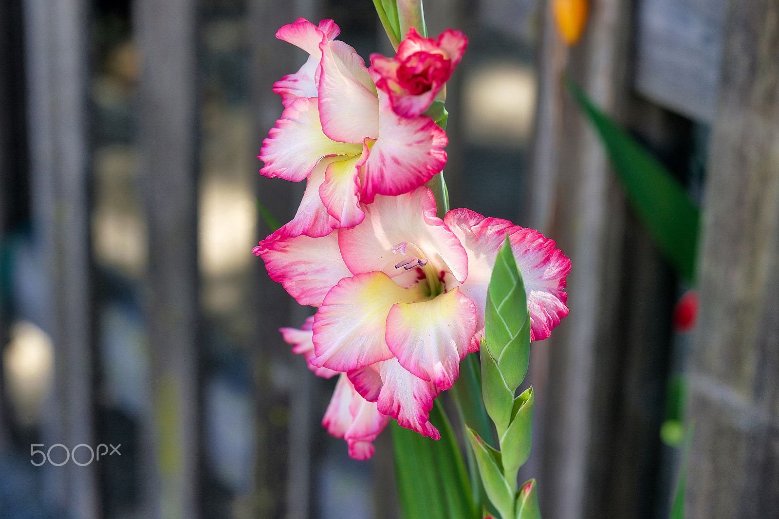 Sony a9 sample photo. A love bizarre photography