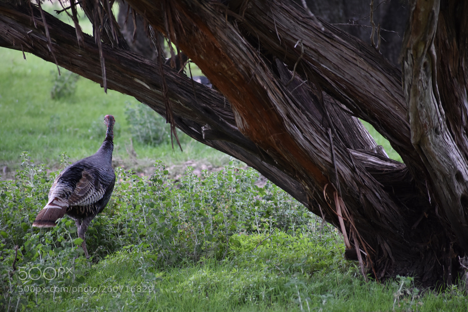 Nikon D3400 sample photo. Under the tree photography