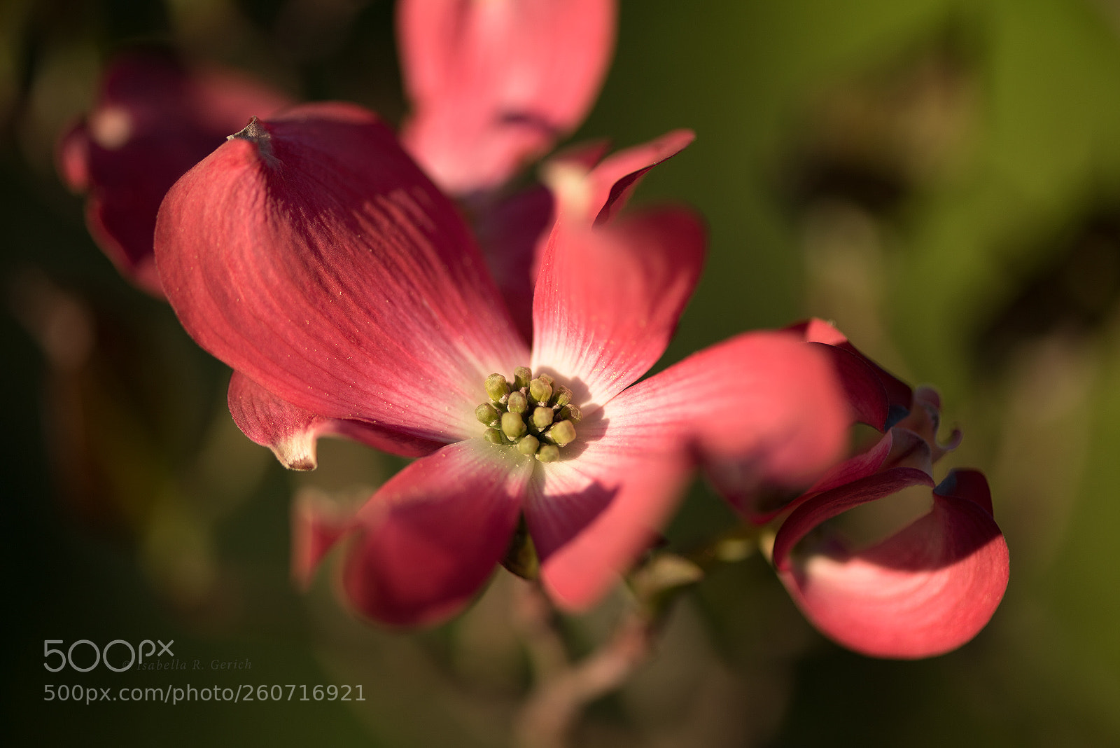Nikon D750 sample photo. Strawberry-colored seduction photography