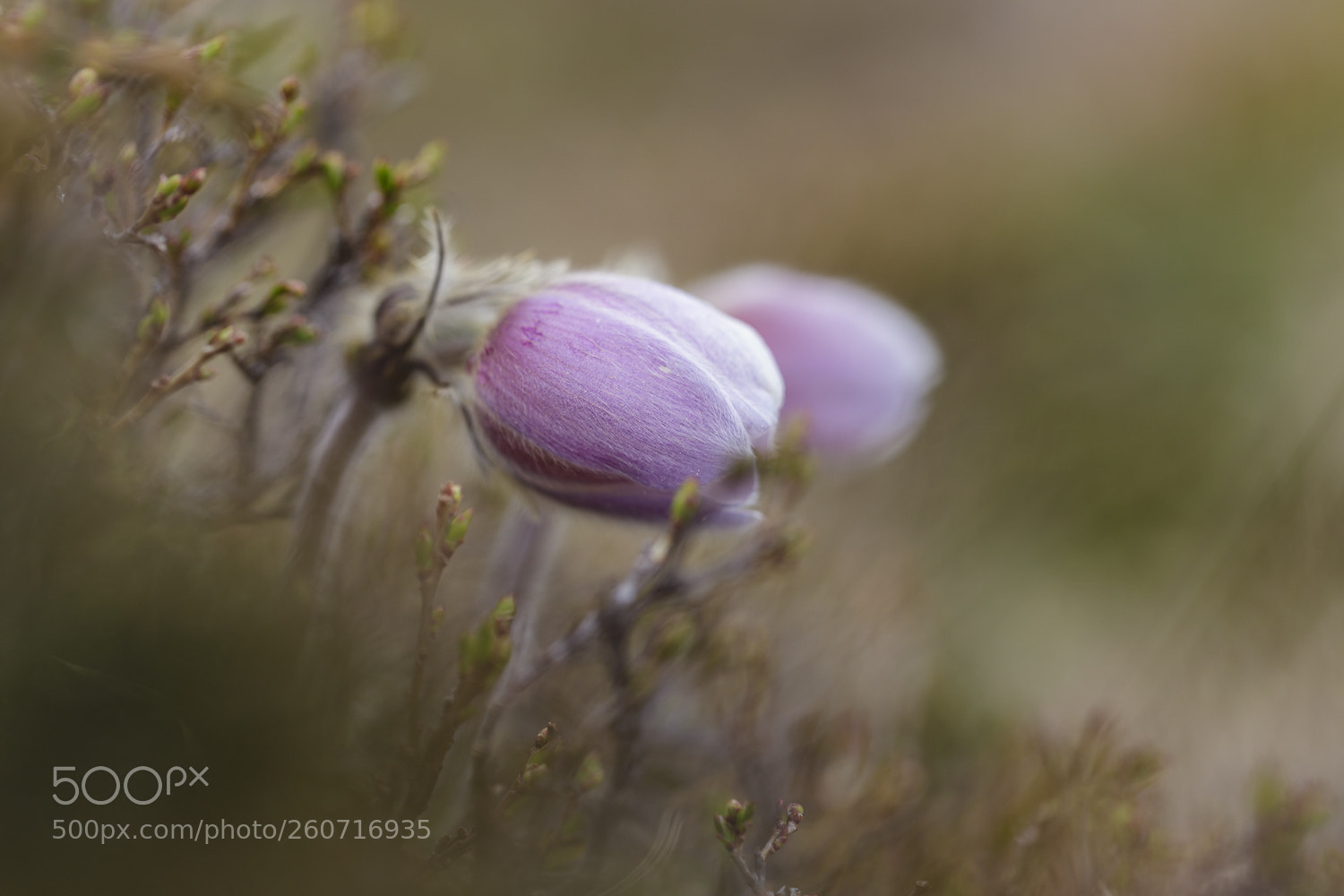 Canon EOS 6D sample photo. Pulsatilla vernalis photography