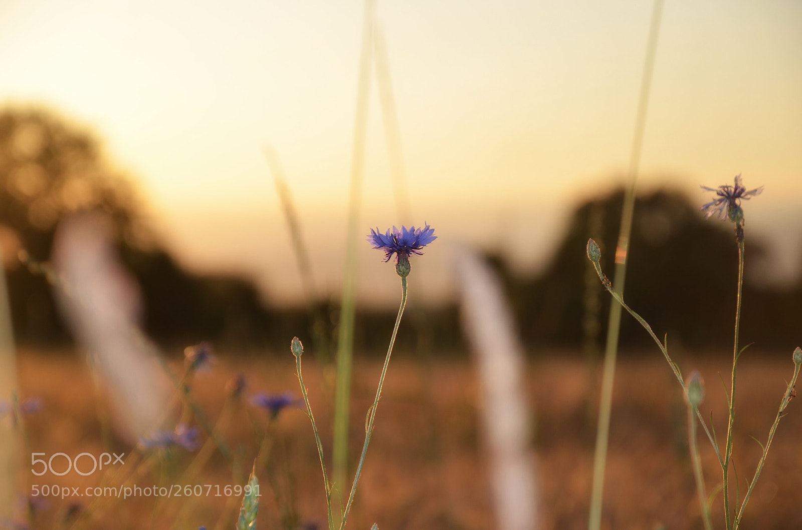 Nikon D5100 sample photo. Evening  photography