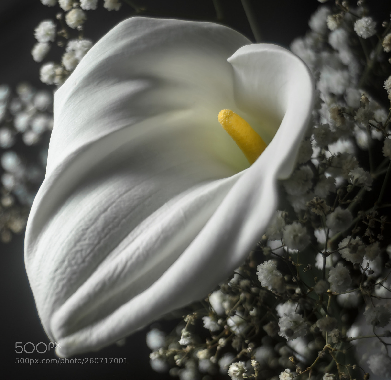 Nikon D7000 sample photo. Flower photography