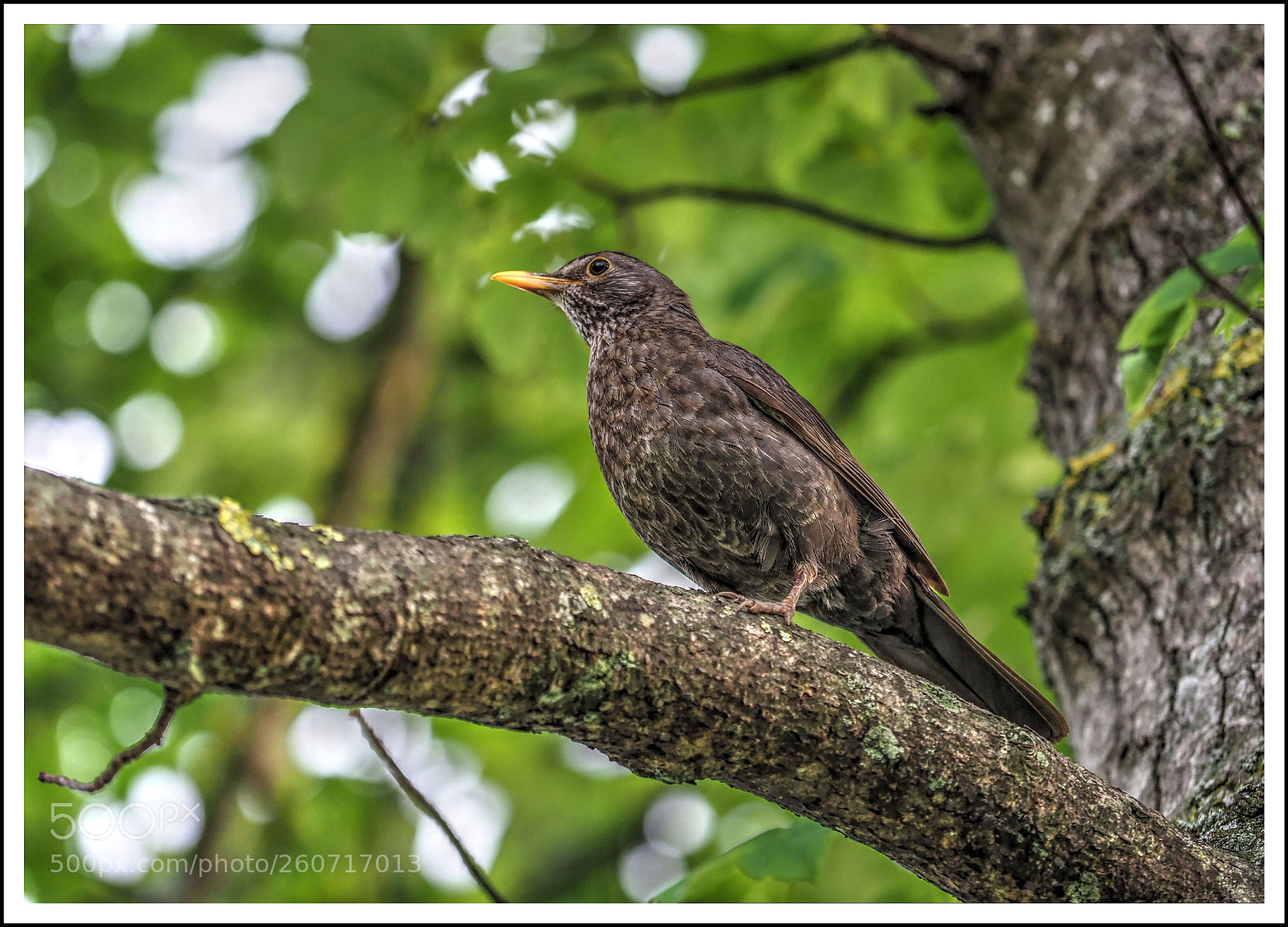 Olympus OM-D E-M1 Mark II sample photo. Turdus merula photography
