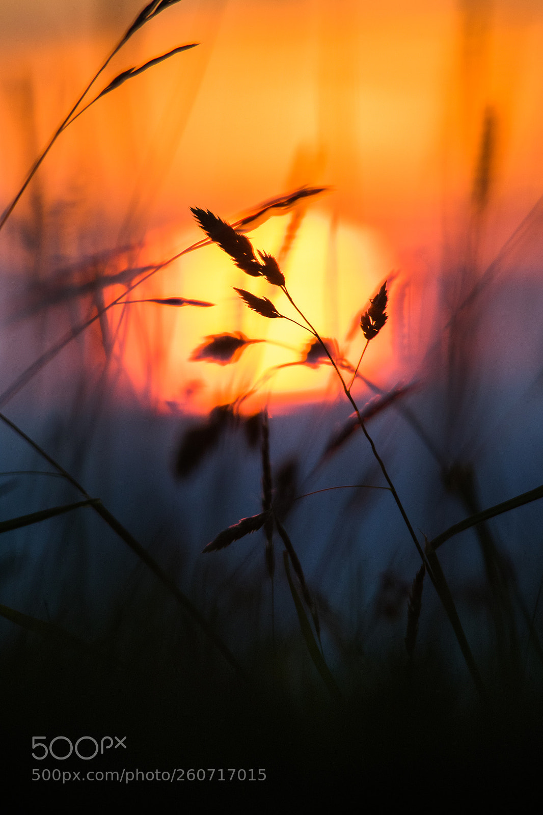 Canon EOS 7D Mark II sample photo. Summer night's dream photography