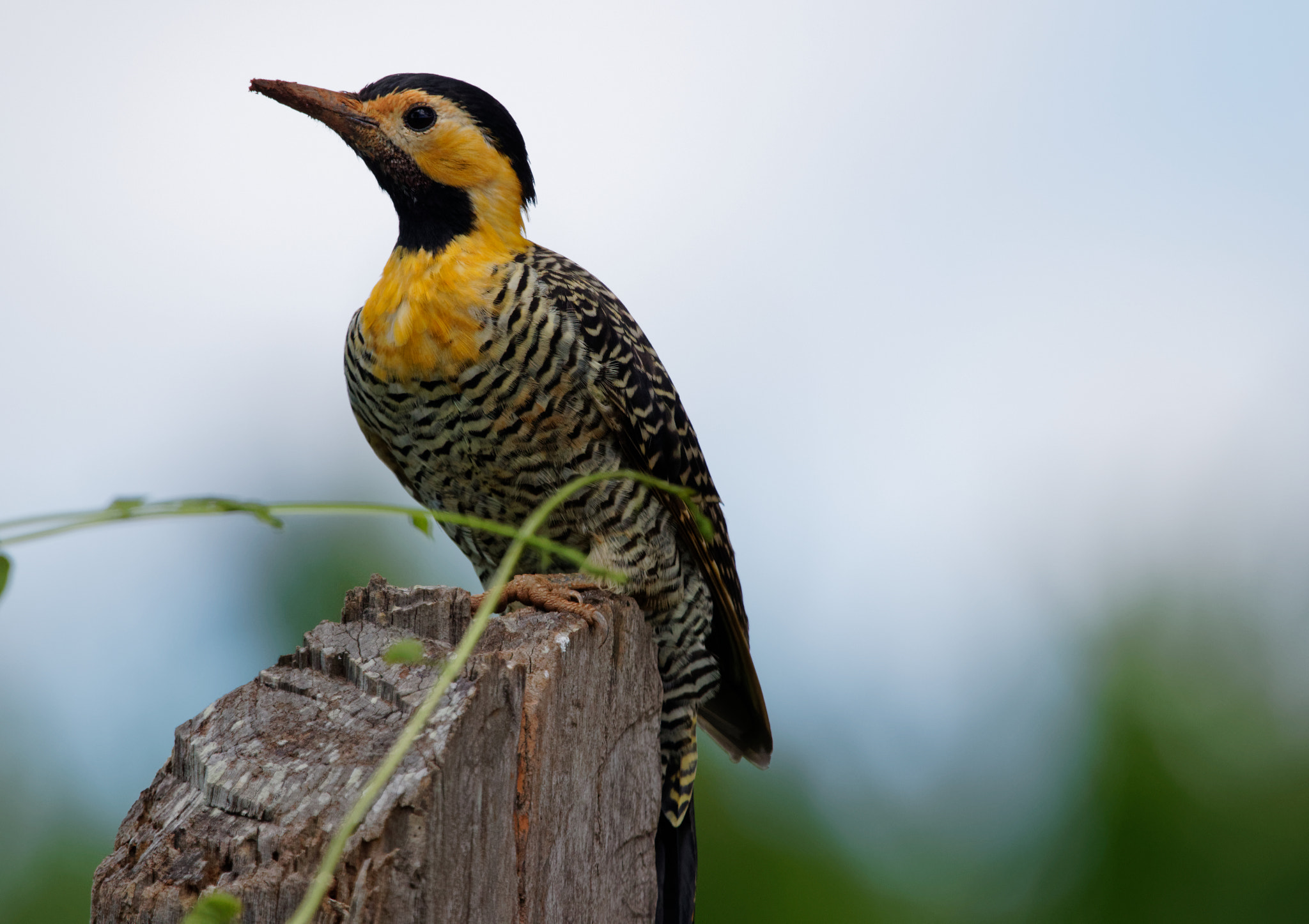 Sigma 150-600mm F5-6.3 DG OS HSM | C sample photo. Campo flicker photography