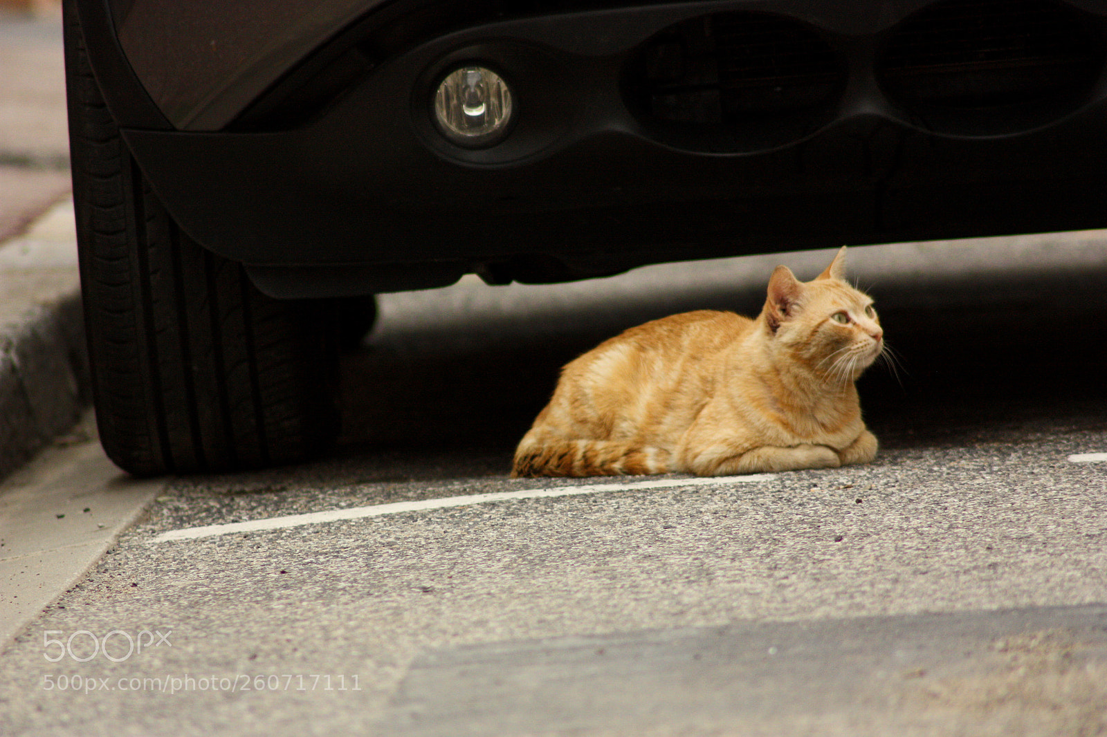 Canon EOS 450D (EOS Rebel XSi / EOS Kiss X2) sample photo. Oh my cat photography