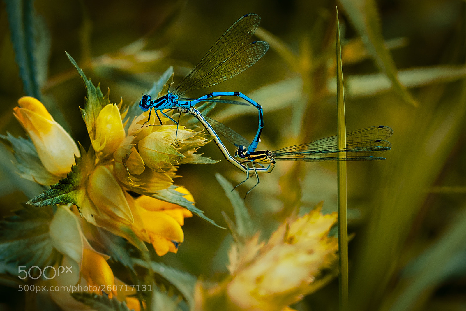 Nikon D500 sample photo. Flower and two dragonflies photography