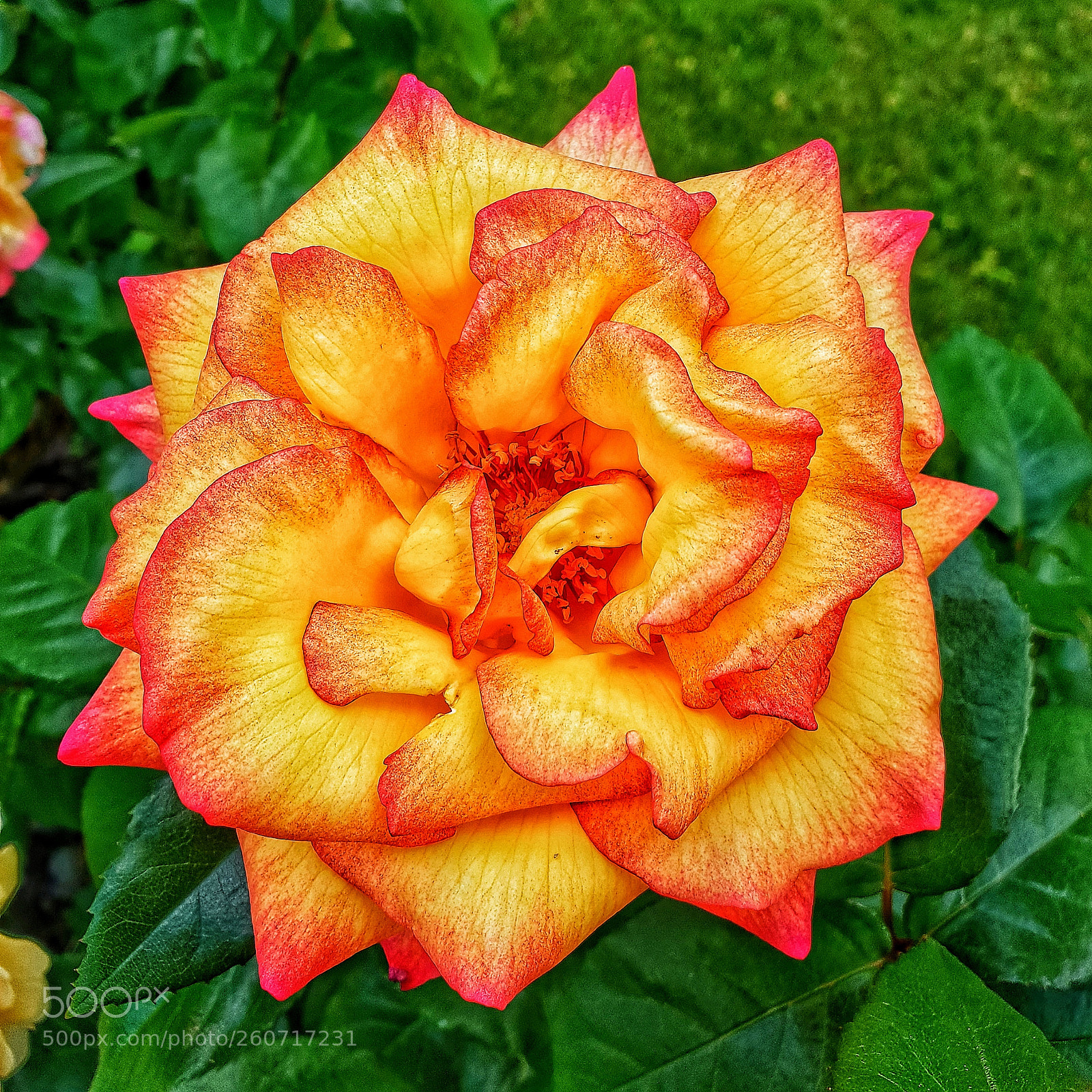 Samsung Galaxy S9 sample photo. Untitled photography