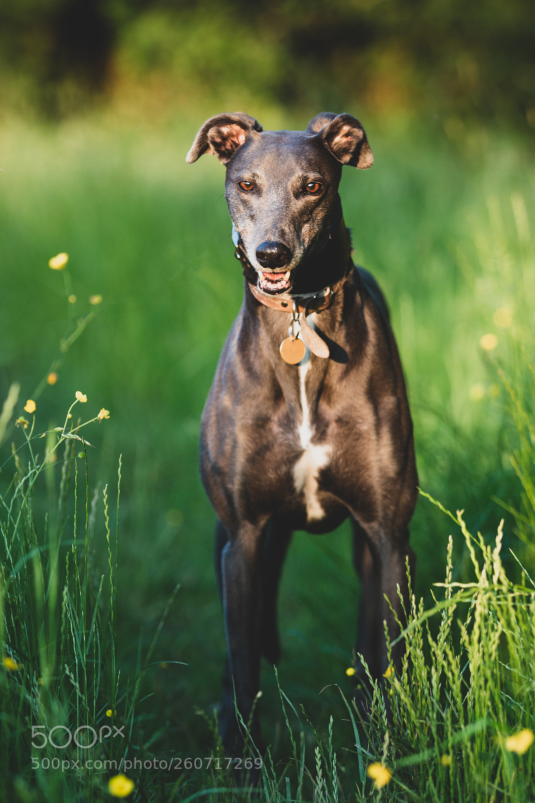 Canon EOS 70D sample photo. Bluebell in the fields photography
