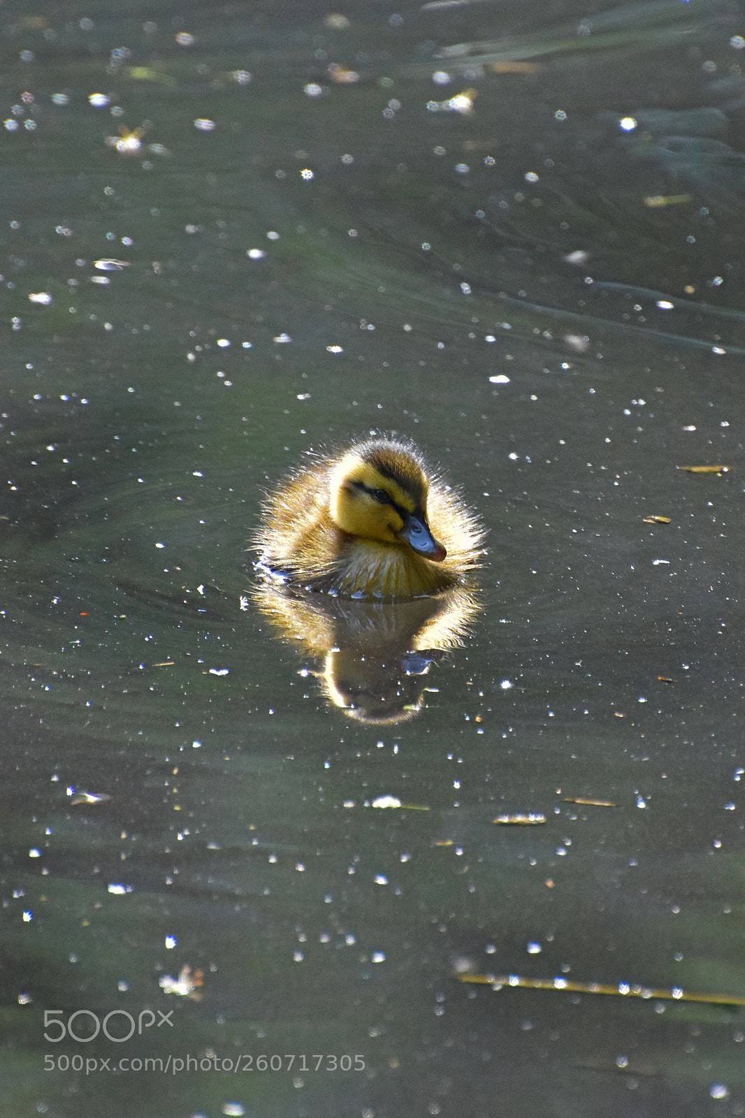 Nikon D7200 sample photo. Little duckling photography