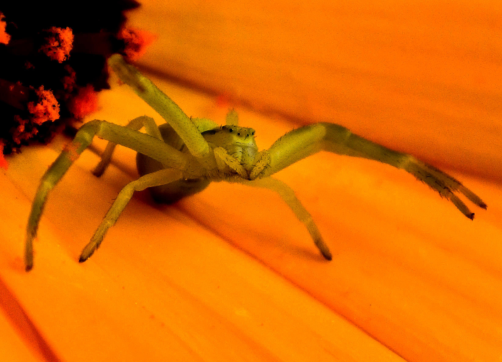 Nikon 1 J5 sample photo. Spider photography