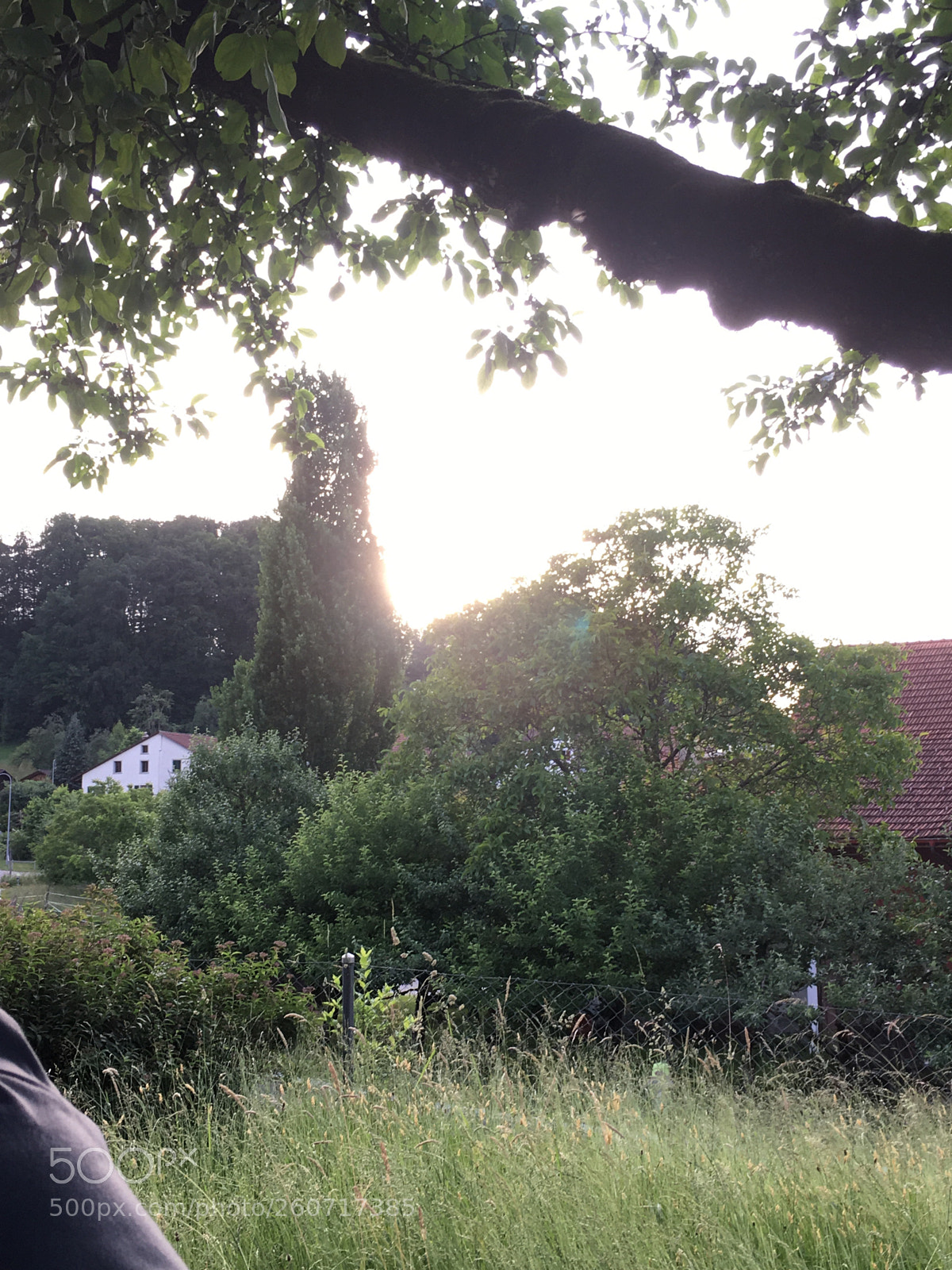 Apple iPhone SE sample photo. Through the apple tree photography